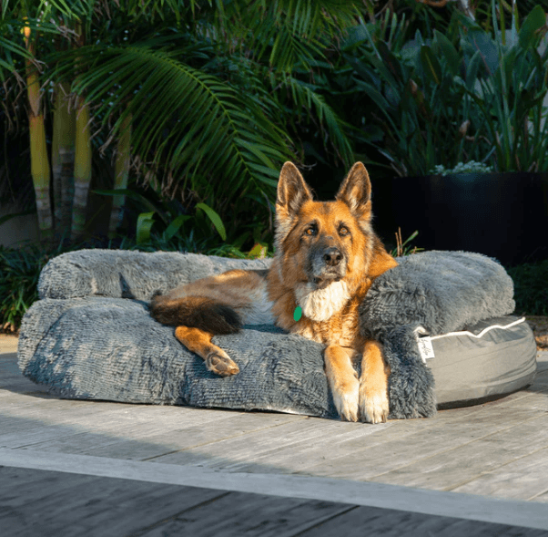 The Ultimate Guide to Choosing a Chew Proof Dog Bed for Aggressive Chewers
